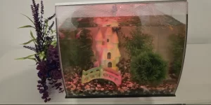Selina's Fish Tank