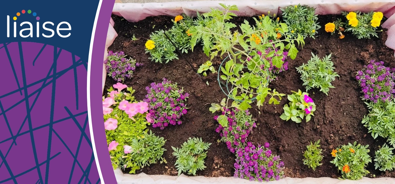 Rachel tending to her raised garden bed as part of Liaise in Bloom, growing flowers and vegetables with pride and independence.